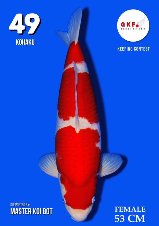 Lelang Koi Online, Jual Beli Ikan Koi, Pusat Jual Beli Koi, Info Lelang Koi Hari Ini, Platform Jual Beli Koi, Jual Beli Ikan Koi Online, Marketplace Ikan Koi, Jual Koi Terbaik, Tempat Beli Koi Berkualitas, Pasar Ikan Koi Online Terpercaya, Penjual Ikan Koi Terpercaya, Beli Koi Hias Online, Ikan Koi untuk Dijual, Koi Kualitas Terbaik, Toko Online Ikan Koi, Koi Hias Untuk Dijual, Jual Beli Ikan Koi Lokal, Koi Indonesia Online, Pusat Jual Beli Koi Terbesar