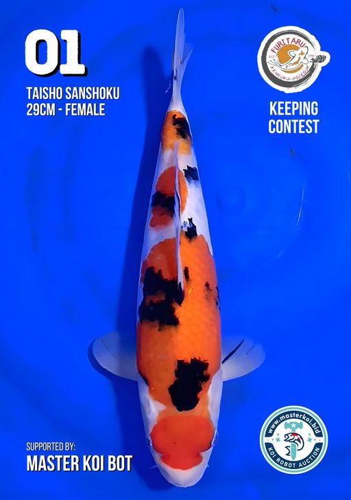 Lelang Koi Online, Jual Beli Ikan Koi, Pusat Jual Beli Koi, Info Lelang Koi Hari Ini, Platform Jual Beli Koi, Jual Beli Ikan Koi Online, Marketplace Ikan Koi, Jual Koi Terbaik, Tempat Beli Koi Berkualitas, Pasar Ikan Koi Online Terpercaya, Penjual Ikan Koi Terpercaya, Beli Koi Hias Online, Ikan Koi untuk Dijual, Koi Kualitas Terbaik, Toko Online Ikan Koi, Koi Hias Untuk Dijual, Jual Beli Ikan Koi Lokal, Koi Indonesia Online, Pusat Jual Beli Koi Terbesar