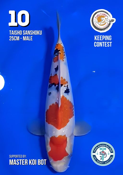 Lelang Koi Online, Jual Beli Ikan Koi, Pusat Jual Beli Koi, Info Lelang Koi Hari Ini, Platform Jual Beli Koi, Jual Beli Ikan Koi Online, Marketplace Ikan Koi, Jual Koi Terbaik, Tempat Beli Koi Berkualitas, Pasar Ikan Koi Online Terpercaya, Penjual Ikan Koi Terpercaya, Beli Koi Hias Online, Ikan Koi untuk Dijual, Koi Kualitas Terbaik, Toko Online Ikan Koi, Koi Hias Untuk Dijual, Jual Beli Ikan Koi Lokal, Koi Indonesia Online, Pusat Jual Beli Koi Terbesar