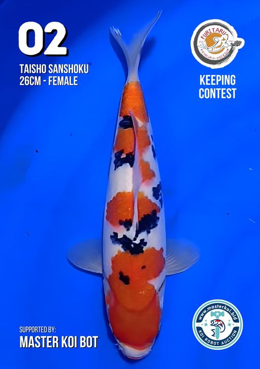 Lelang Koi Online, Jual Beli Ikan Koi, Pusat Jual Beli Koi, Info Lelang Koi Hari Ini, Platform Jual Beli Koi, Jual Beli Ikan Koi Online, Marketplace Ikan Koi, Jual Koi Terbaik, Tempat Beli Koi Berkualitas, Pasar Ikan Koi Online Terpercaya, Penjual Ikan Koi Terpercaya, Beli Koi Hias Online, Ikan Koi untuk Dijual, Koi Kualitas Terbaik, Toko Online Ikan Koi, Koi Hias Untuk Dijual, Jual Beli Ikan Koi Lokal, Koi Indonesia Online, Pusat Jual Beli Koi Terbesar