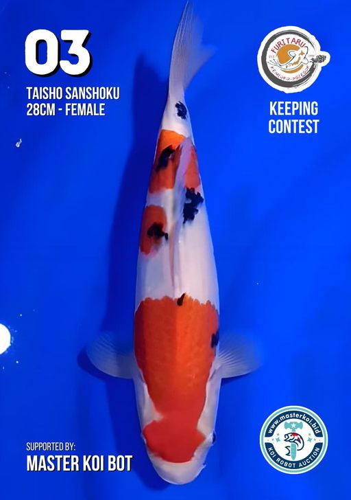 Lelang Koi Online, Jual Beli Ikan Koi, Pusat Jual Beli Koi, Info Lelang Koi Hari Ini, Platform Jual Beli Koi, Jual Beli Ikan Koi Online, Marketplace Ikan Koi, Jual Koi Terbaik, Tempat Beli Koi Berkualitas, Pasar Ikan Koi Online Terpercaya, Penjual Ikan Koi Terpercaya, Beli Koi Hias Online, Ikan Koi untuk Dijual, Koi Kualitas Terbaik, Toko Online Ikan Koi, Koi Hias Untuk Dijual, Jual Beli Ikan Koi Lokal, Koi Indonesia Online, Pusat Jual Beli Koi Terbesar