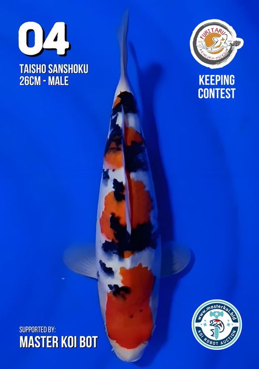 Lelang Koi Online, Jual Beli Ikan Koi, Pusat Jual Beli Koi, Info Lelang Koi Hari Ini, Platform Jual Beli Koi, Jual Beli Ikan Koi Online, Marketplace Ikan Koi, Jual Koi Terbaik, Tempat Beli Koi Berkualitas, Pasar Ikan Koi Online Terpercaya, Penjual Ikan Koi Terpercaya, Beli Koi Hias Online, Ikan Koi untuk Dijual, Koi Kualitas Terbaik, Toko Online Ikan Koi, Koi Hias Untuk Dijual, Jual Beli Ikan Koi Lokal, Koi Indonesia Online, Pusat Jual Beli Koi Terbesar