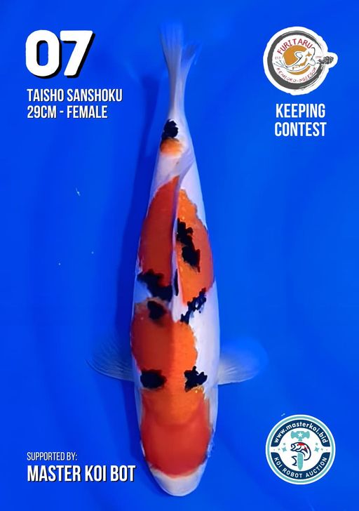 Lelang Koi Online, Jual Beli Ikan Koi, Pusat Jual Beli Koi, Info Lelang Koi Hari Ini, Platform Jual Beli Koi, Jual Beli Ikan Koi Online, Marketplace Ikan Koi, Jual Koi Terbaik, Tempat Beli Koi Berkualitas, Pasar Ikan Koi Online Terpercaya, Penjual Ikan Koi Terpercaya, Beli Koi Hias Online, Ikan Koi untuk Dijual, Koi Kualitas Terbaik, Toko Online Ikan Koi, Koi Hias Untuk Dijual, Jual Beli Ikan Koi Lokal, Koi Indonesia Online, Pusat Jual Beli Koi Terbesar