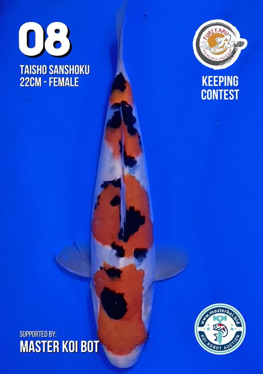 Lelang Koi Online, Jual Beli Ikan Koi, Pusat Jual Beli Koi, Info Lelang Koi Hari Ini, Platform Jual Beli Koi, Jual Beli Ikan Koi Online, Marketplace Ikan Koi, Jual Koi Terbaik, Tempat Beli Koi Berkualitas, Pasar Ikan Koi Online Terpercaya, Penjual Ikan Koi Terpercaya, Beli Koi Hias Online, Ikan Koi untuk Dijual, Koi Kualitas Terbaik, Toko Online Ikan Koi, Koi Hias Untuk Dijual, Jual Beli Ikan Koi Lokal, Koi Indonesia Online, Pusat Jual Beli Koi Terbesar