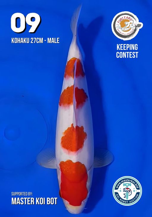 Lelang Koi Online, Jual Beli Ikan Koi, Pusat Jual Beli Koi, Info Lelang Koi Hari Ini, Platform Jual Beli Koi, Jual Beli Ikan Koi Online, Marketplace Ikan Koi, Jual Koi Terbaik, Tempat Beli Koi Berkualitas, Pasar Ikan Koi Online Terpercaya, Penjual Ikan Koi Terpercaya, Beli Koi Hias Online, Ikan Koi untuk Dijual, Koi Kualitas Terbaik, Toko Online Ikan Koi, Koi Hias Untuk Dijual, Jual Beli Ikan Koi Lokal, Koi Indonesia Online, Pusat Jual Beli Koi Terbesar