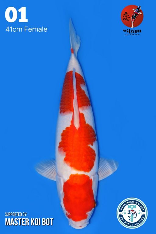 Lelang Koi Online, Jual Beli Ikan Koi, Pusat Jual Beli Koi, Info Lelang Koi Hari Ini, Platform Jual Beli Koi, Jual Beli Ikan Koi Online, Marketplace Ikan Koi, Jual Koi Terbaik, Tempat Beli Koi Berkualitas, Pasar Ikan Koi Online Terpercaya, Penjual Ikan Koi Terpercaya, Beli Koi Hias Online, Ikan Koi untuk Dijual, Koi Kualitas Terbaik, Toko Online Ikan Koi, Koi Hias Untuk Dijual, Jual Beli Ikan Koi Lokal, Koi Indonesia Online, Pusat Jual Beli Koi Terbesar