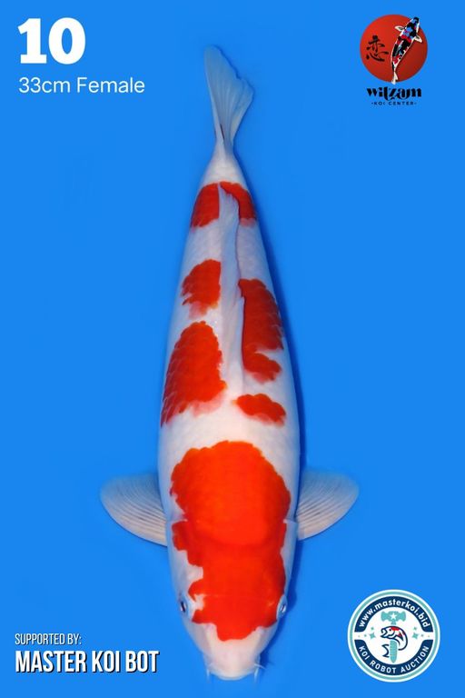 Lelang Koi Online, Jual Beli Ikan Koi, Pusat Jual Beli Koi, Info Lelang Koi Hari Ini, Platform Jual Beli Koi, Jual Beli Ikan Koi Online, Marketplace Ikan Koi, Jual Koi Terbaik, Tempat Beli Koi Berkualitas, Pasar Ikan Koi Online Terpercaya, Penjual Ikan Koi Terpercaya, Beli Koi Hias Online, Ikan Koi untuk Dijual, Koi Kualitas Terbaik, Toko Online Ikan Koi, Koi Hias Untuk Dijual, Jual Beli Ikan Koi Lokal, Koi Indonesia Online, Pusat Jual Beli Koi Terbesar