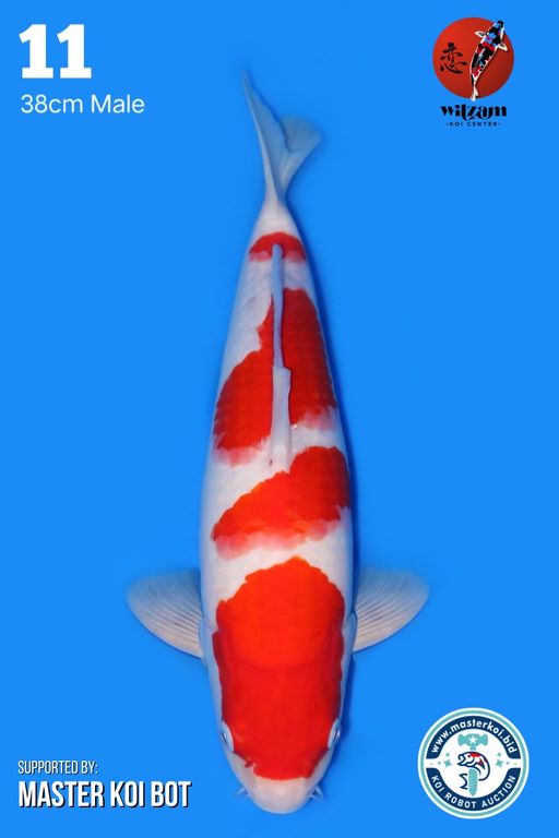 Lelang Koi Online, Jual Beli Ikan Koi, Pusat Jual Beli Koi, Info Lelang Koi Hari Ini, Platform Jual Beli Koi, Jual Beli Ikan Koi Online, Marketplace Ikan Koi, Jual Koi Terbaik, Tempat Beli Koi Berkualitas, Pasar Ikan Koi Online Terpercaya, Penjual Ikan Koi Terpercaya, Beli Koi Hias Online, Ikan Koi untuk Dijual, Koi Kualitas Terbaik, Toko Online Ikan Koi, Koi Hias Untuk Dijual, Jual Beli Ikan Koi Lokal, Koi Indonesia Online, Pusat Jual Beli Koi Terbesar