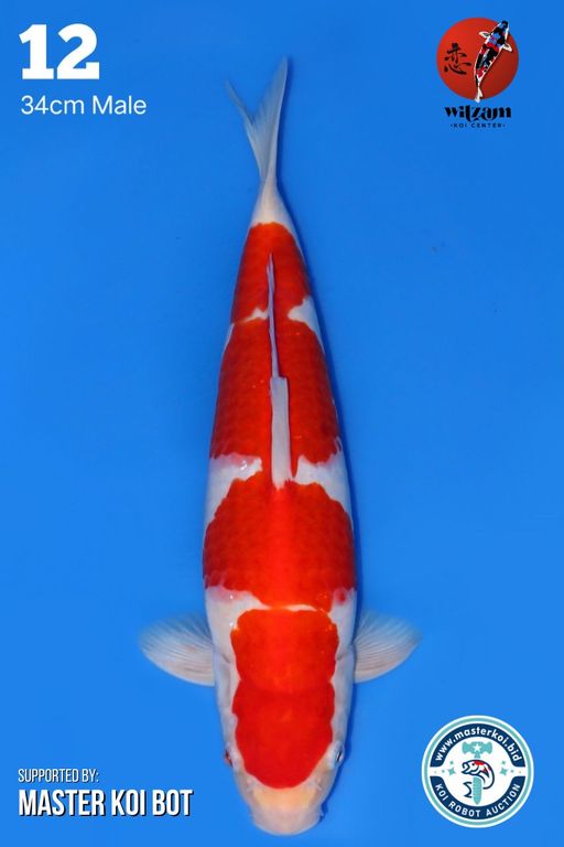 Lelang Koi Online, Jual Beli Ikan Koi, Pusat Jual Beli Koi, Info Lelang Koi Hari Ini, Platform Jual Beli Koi, Jual Beli Ikan Koi Online, Marketplace Ikan Koi, Jual Koi Terbaik, Tempat Beli Koi Berkualitas, Pasar Ikan Koi Online Terpercaya, Penjual Ikan Koi Terpercaya, Beli Koi Hias Online, Ikan Koi untuk Dijual, Koi Kualitas Terbaik, Toko Online Ikan Koi, Koi Hias Untuk Dijual, Jual Beli Ikan Koi Lokal, Koi Indonesia Online, Pusat Jual Beli Koi Terbesar