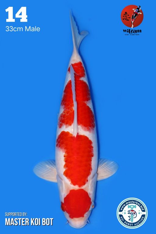 Lelang Koi Online, Jual Beli Ikan Koi, Pusat Jual Beli Koi, Info Lelang Koi Hari Ini, Platform Jual Beli Koi, Jual Beli Ikan Koi Online, Marketplace Ikan Koi, Jual Koi Terbaik, Tempat Beli Koi Berkualitas, Pasar Ikan Koi Online Terpercaya, Penjual Ikan Koi Terpercaya, Beli Koi Hias Online, Ikan Koi untuk Dijual, Koi Kualitas Terbaik, Toko Online Ikan Koi, Koi Hias Untuk Dijual, Jual Beli Ikan Koi Lokal, Koi Indonesia Online, Pusat Jual Beli Koi Terbesar