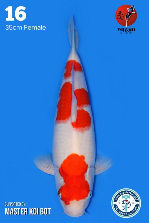 Lelang Koi Online, Jual Beli Ikan Koi, Pusat Jual Beli Koi, Info Lelang Koi Hari Ini, Platform Jual Beli Koi, Jual Beli Ikan Koi Online, Marketplace Ikan Koi, Jual Koi Terbaik, Tempat Beli Koi Berkualitas, Pasar Ikan Koi Online Terpercaya, Penjual Ikan Koi Terpercaya, Beli Koi Hias Online, Ikan Koi untuk Dijual, Koi Kualitas Terbaik, Toko Online Ikan Koi, Koi Hias Untuk Dijual, Jual Beli Ikan Koi Lokal, Koi Indonesia Online, Pusat Jual Beli Koi Terbesar
