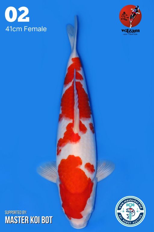 Lelang Koi Online, Jual Beli Ikan Koi, Pusat Jual Beli Koi, Info Lelang Koi Hari Ini, Platform Jual Beli Koi, Jual Beli Ikan Koi Online, Marketplace Ikan Koi, Jual Koi Terbaik, Tempat Beli Koi Berkualitas, Pasar Ikan Koi Online Terpercaya, Penjual Ikan Koi Terpercaya, Beli Koi Hias Online, Ikan Koi untuk Dijual, Koi Kualitas Terbaik, Toko Online Ikan Koi, Koi Hias Untuk Dijual, Jual Beli Ikan Koi Lokal, Koi Indonesia Online, Pusat Jual Beli Koi Terbesar