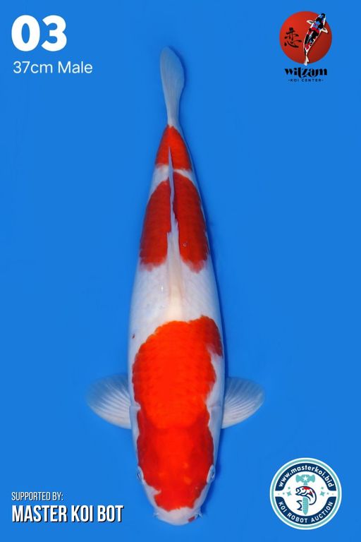 Lelang Koi Online, Jual Beli Ikan Koi, Pusat Jual Beli Koi, Info Lelang Koi Hari Ini, Platform Jual Beli Koi, Jual Beli Ikan Koi Online, Marketplace Ikan Koi, Jual Koi Terbaik, Tempat Beli Koi Berkualitas, Pasar Ikan Koi Online Terpercaya, Penjual Ikan Koi Terpercaya, Beli Koi Hias Online, Ikan Koi untuk Dijual, Koi Kualitas Terbaik, Toko Online Ikan Koi, Koi Hias Untuk Dijual, Jual Beli Ikan Koi Lokal, Koi Indonesia Online, Pusat Jual Beli Koi Terbesar