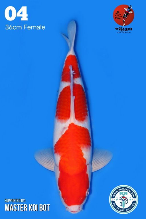 Lelang Koi Online, Jual Beli Ikan Koi, Pusat Jual Beli Koi, Info Lelang Koi Hari Ini, Platform Jual Beli Koi, Jual Beli Ikan Koi Online, Marketplace Ikan Koi, Jual Koi Terbaik, Tempat Beli Koi Berkualitas, Pasar Ikan Koi Online Terpercaya, Penjual Ikan Koi Terpercaya, Beli Koi Hias Online, Ikan Koi untuk Dijual, Koi Kualitas Terbaik, Toko Online Ikan Koi, Koi Hias Untuk Dijual, Jual Beli Ikan Koi Lokal, Koi Indonesia Online, Pusat Jual Beli Koi Terbesar