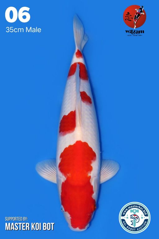 Lelang Koi Online, Jual Beli Ikan Koi, Pusat Jual Beli Koi, Info Lelang Koi Hari Ini, Platform Jual Beli Koi, Jual Beli Ikan Koi Online, Marketplace Ikan Koi, Jual Koi Terbaik, Tempat Beli Koi Berkualitas, Pasar Ikan Koi Online Terpercaya, Penjual Ikan Koi Terpercaya, Beli Koi Hias Online, Ikan Koi untuk Dijual, Koi Kualitas Terbaik, Toko Online Ikan Koi, Koi Hias Untuk Dijual, Jual Beli Ikan Koi Lokal, Koi Indonesia Online, Pusat Jual Beli Koi Terbesar
