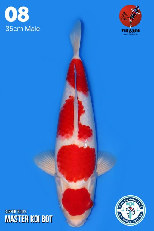 Lelang Koi Online, Jual Beli Ikan Koi, Pusat Jual Beli Koi, Info Lelang Koi Hari Ini, Platform Jual Beli Koi, Jual Beli Ikan Koi Online, Marketplace Ikan Koi, Jual Koi Terbaik, Tempat Beli Koi Berkualitas, Pasar Ikan Koi Online Terpercaya, Penjual Ikan Koi Terpercaya, Beli Koi Hias Online, Ikan Koi untuk Dijual, Koi Kualitas Terbaik, Toko Online Ikan Koi, Koi Hias Untuk Dijual, Jual Beli Ikan Koi Lokal, Koi Indonesia Online, Pusat Jual Beli Koi Terbesar
