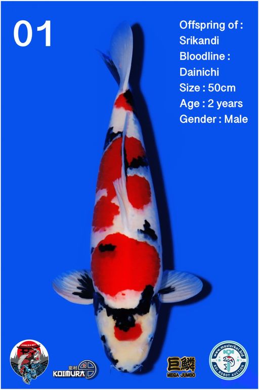 Lelang Koi Online, Jual Beli Ikan Koi, Pusat Jual Beli Koi, Info Lelang Koi Hari Ini, Platform Jual Beli Koi, Jual Beli Ikan Koi Online, Marketplace Ikan Koi, Jual Koi Terbaik, Tempat Beli Koi Berkualitas, Pasar Ikan Koi Online Terpercaya, Penjual Ikan Koi Terpercaya, Beli Koi Hias Online, Ikan Koi untuk Dijual, Koi Kualitas Terbaik, Toko Online Ikan Koi, Koi Hias Untuk Dijual, Jual Beli Ikan Koi Lokal, Koi Indonesia Online, Pusat Jual Beli Koi Terbesar