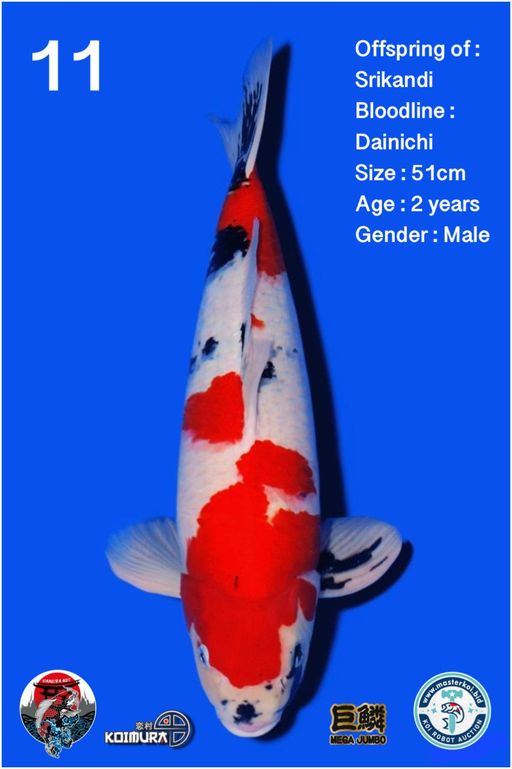 Lelang Koi Online, Jual Beli Ikan Koi, Pusat Jual Beli Koi, Info Lelang Koi Hari Ini, Platform Jual Beli Koi, Jual Beli Ikan Koi Online, Marketplace Ikan Koi, Jual Koi Terbaik, Tempat Beli Koi Berkualitas, Pasar Ikan Koi Online Terpercaya, Penjual Ikan Koi Terpercaya, Beli Koi Hias Online, Ikan Koi untuk Dijual, Koi Kualitas Terbaik, Toko Online Ikan Koi, Koi Hias Untuk Dijual, Jual Beli Ikan Koi Lokal, Koi Indonesia Online, Pusat Jual Beli Koi Terbesar