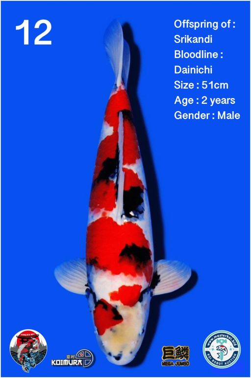 Lelang Koi Online, Jual Beli Ikan Koi, Pusat Jual Beli Koi, Info Lelang Koi Hari Ini, Platform Jual Beli Koi, Jual Beli Ikan Koi Online, Marketplace Ikan Koi, Jual Koi Terbaik, Tempat Beli Koi Berkualitas, Pasar Ikan Koi Online Terpercaya, Penjual Ikan Koi Terpercaya, Beli Koi Hias Online, Ikan Koi untuk Dijual, Koi Kualitas Terbaik, Toko Online Ikan Koi, Koi Hias Untuk Dijual, Jual Beli Ikan Koi Lokal, Koi Indonesia Online, Pusat Jual Beli Koi Terbesar