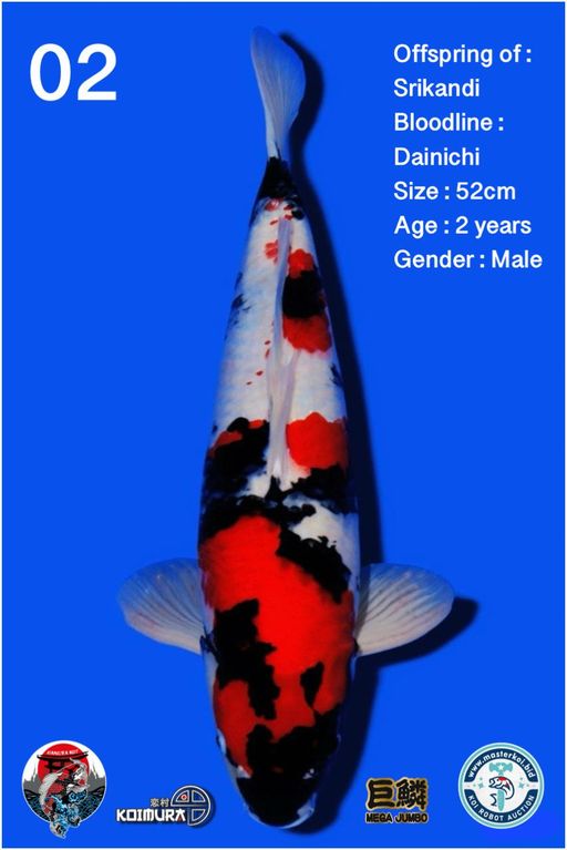 Lelang Koi Online, Jual Beli Ikan Koi, Pusat Jual Beli Koi, Info Lelang Koi Hari Ini, Platform Jual Beli Koi, Jual Beli Ikan Koi Online, Marketplace Ikan Koi, Jual Koi Terbaik, Tempat Beli Koi Berkualitas, Pasar Ikan Koi Online Terpercaya, Penjual Ikan Koi Terpercaya, Beli Koi Hias Online, Ikan Koi untuk Dijual, Koi Kualitas Terbaik, Toko Online Ikan Koi, Koi Hias Untuk Dijual, Jual Beli Ikan Koi Lokal, Koi Indonesia Online, Pusat Jual Beli Koi Terbesar