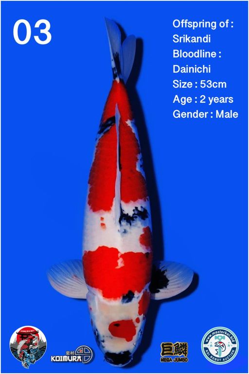 Lelang Koi Online, Jual Beli Ikan Koi, Pusat Jual Beli Koi, Info Lelang Koi Hari Ini, Platform Jual Beli Koi, Jual Beli Ikan Koi Online, Marketplace Ikan Koi, Jual Koi Terbaik, Tempat Beli Koi Berkualitas, Pasar Ikan Koi Online Terpercaya, Penjual Ikan Koi Terpercaya, Beli Koi Hias Online, Ikan Koi untuk Dijual, Koi Kualitas Terbaik, Toko Online Ikan Koi, Koi Hias Untuk Dijual, Jual Beli Ikan Koi Lokal, Koi Indonesia Online, Pusat Jual Beli Koi Terbesar