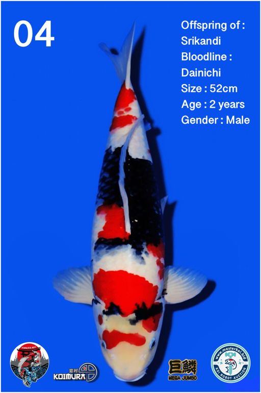 Lelang Koi Online, Jual Beli Ikan Koi, Pusat Jual Beli Koi, Info Lelang Koi Hari Ini, Platform Jual Beli Koi, Jual Beli Ikan Koi Online, Marketplace Ikan Koi, Jual Koi Terbaik, Tempat Beli Koi Berkualitas, Pasar Ikan Koi Online Terpercaya, Penjual Ikan Koi Terpercaya, Beli Koi Hias Online, Ikan Koi untuk Dijual, Koi Kualitas Terbaik, Toko Online Ikan Koi, Koi Hias Untuk Dijual, Jual Beli Ikan Koi Lokal, Koi Indonesia Online, Pusat Jual Beli Koi Terbesar