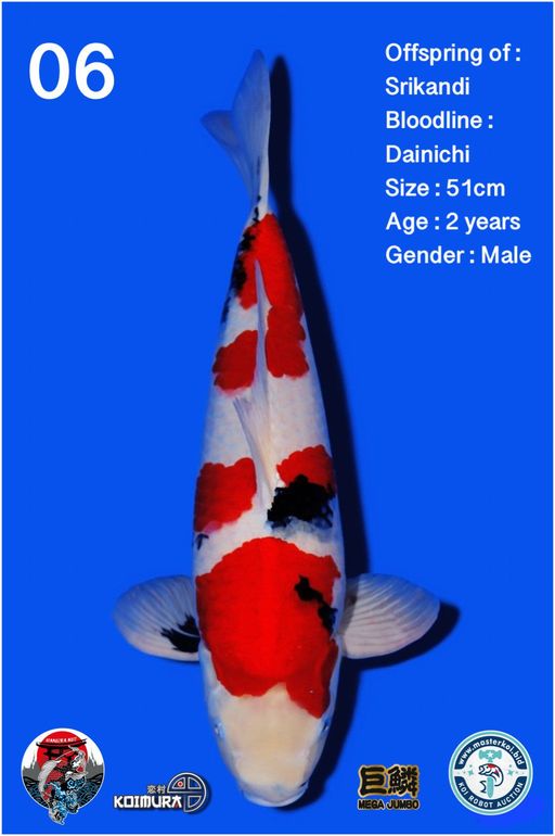 Lelang Koi Online, Jual Beli Ikan Koi, Pusat Jual Beli Koi, Info Lelang Koi Hari Ini, Platform Jual Beli Koi, Jual Beli Ikan Koi Online, Marketplace Ikan Koi, Jual Koi Terbaik, Tempat Beli Koi Berkualitas, Pasar Ikan Koi Online Terpercaya, Penjual Ikan Koi Terpercaya, Beli Koi Hias Online, Ikan Koi untuk Dijual, Koi Kualitas Terbaik, Toko Online Ikan Koi, Koi Hias Untuk Dijual, Jual Beli Ikan Koi Lokal, Koi Indonesia Online, Pusat Jual Beli Koi Terbesar