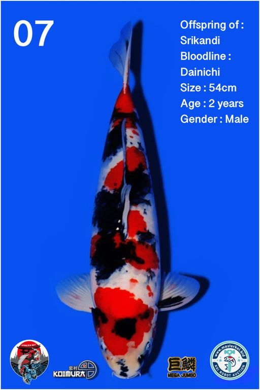 Lelang Koi Online, Jual Beli Ikan Koi, Pusat Jual Beli Koi, Info Lelang Koi Hari Ini, Platform Jual Beli Koi, Jual Beli Ikan Koi Online, Marketplace Ikan Koi, Jual Koi Terbaik, Tempat Beli Koi Berkualitas, Pasar Ikan Koi Online Terpercaya, Penjual Ikan Koi Terpercaya, Beli Koi Hias Online, Ikan Koi untuk Dijual, Koi Kualitas Terbaik, Toko Online Ikan Koi, Koi Hias Untuk Dijual, Jual Beli Ikan Koi Lokal, Koi Indonesia Online, Pusat Jual Beli Koi Terbesar