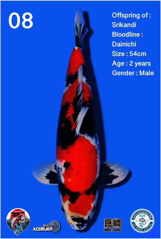 Lelang Koi Online, Jual Beli Ikan Koi, Pusat Jual Beli Koi, Info Lelang Koi Hari Ini, Platform Jual Beli Koi, Jual Beli Ikan Koi Online, Marketplace Ikan Koi, Jual Koi Terbaik, Tempat Beli Koi Berkualitas, Pasar Ikan Koi Online Terpercaya, Penjual Ikan Koi Terpercaya, Beli Koi Hias Online, Ikan Koi untuk Dijual, Koi Kualitas Terbaik, Toko Online Ikan Koi, Koi Hias Untuk Dijual, Jual Beli Ikan Koi Lokal, Koi Indonesia Online, Pusat Jual Beli Koi Terbesar