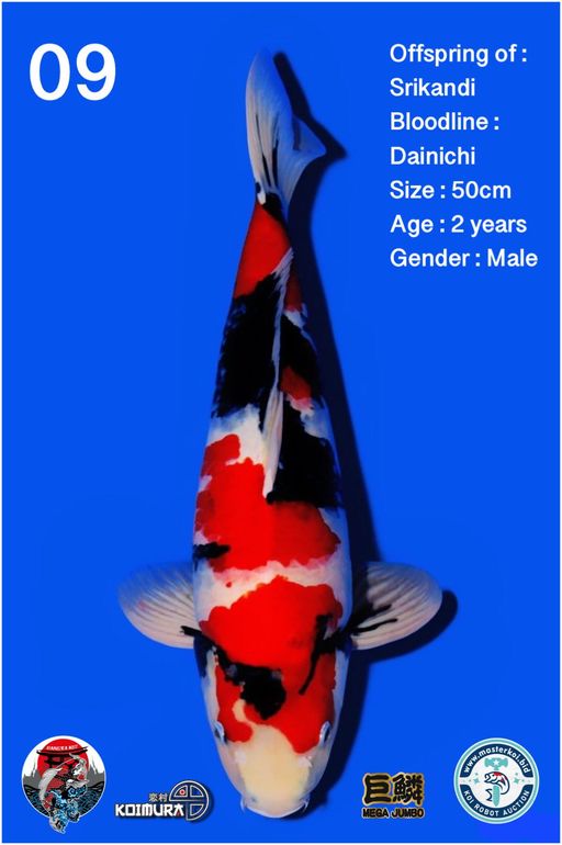 Lelang Koi Online, Jual Beli Ikan Koi, Pusat Jual Beli Koi, Info Lelang Koi Hari Ini, Platform Jual Beli Koi, Jual Beli Ikan Koi Online, Marketplace Ikan Koi, Jual Koi Terbaik, Tempat Beli Koi Berkualitas, Pasar Ikan Koi Online Terpercaya, Penjual Ikan Koi Terpercaya, Beli Koi Hias Online, Ikan Koi untuk Dijual, Koi Kualitas Terbaik, Toko Online Ikan Koi, Koi Hias Untuk Dijual, Jual Beli Ikan Koi Lokal, Koi Indonesia Online, Pusat Jual Beli Koi Terbesar