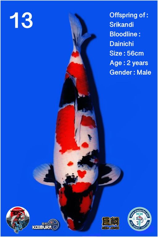 Lelang Koi Online, Jual Beli Ikan Koi, Pusat Jual Beli Koi, Info Lelang Koi Hari Ini, Platform Jual Beli Koi, Jual Beli Ikan Koi Online, Marketplace Ikan Koi, Jual Koi Terbaik, Tempat Beli Koi Berkualitas, Pasar Ikan Koi Online Terpercaya, Penjual Ikan Koi Terpercaya, Beli Koi Hias Online, Ikan Koi untuk Dijual, Koi Kualitas Terbaik, Toko Online Ikan Koi, Koi Hias Untuk Dijual, Jual Beli Ikan Koi Lokal, Koi Indonesia Online, Pusat Jual Beli Koi Terbesar