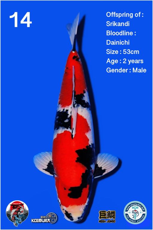 Lelang Koi Online, Jual Beli Ikan Koi, Pusat Jual Beli Koi, Info Lelang Koi Hari Ini, Platform Jual Beli Koi, Jual Beli Ikan Koi Online, Marketplace Ikan Koi, Jual Koi Terbaik, Tempat Beli Koi Berkualitas, Pasar Ikan Koi Online Terpercaya, Penjual Ikan Koi Terpercaya, Beli Koi Hias Online, Ikan Koi untuk Dijual, Koi Kualitas Terbaik, Toko Online Ikan Koi, Koi Hias Untuk Dijual, Jual Beli Ikan Koi Lokal, Koi Indonesia Online, Pusat Jual Beli Koi Terbesar