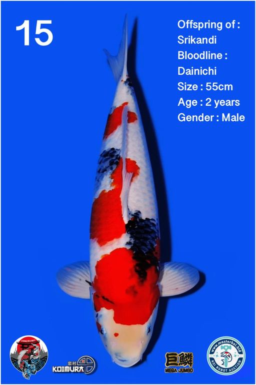 Lelang Koi Online, Jual Beli Ikan Koi, Pusat Jual Beli Koi, Info Lelang Koi Hari Ini, Platform Jual Beli Koi, Jual Beli Ikan Koi Online, Marketplace Ikan Koi, Jual Koi Terbaik, Tempat Beli Koi Berkualitas, Pasar Ikan Koi Online Terpercaya, Penjual Ikan Koi Terpercaya, Beli Koi Hias Online, Ikan Koi untuk Dijual, Koi Kualitas Terbaik, Toko Online Ikan Koi, Koi Hias Untuk Dijual, Jual Beli Ikan Koi Lokal, Koi Indonesia Online, Pusat Jual Beli Koi Terbesar