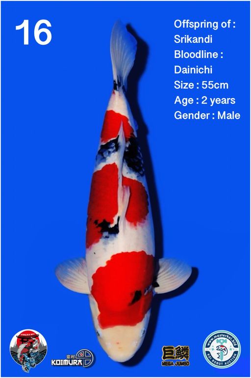 Lelang Koi Online, Jual Beli Ikan Koi, Pusat Jual Beli Koi, Info Lelang Koi Hari Ini, Platform Jual Beli Koi, Jual Beli Ikan Koi Online, Marketplace Ikan Koi, Jual Koi Terbaik, Tempat Beli Koi Berkualitas, Pasar Ikan Koi Online Terpercaya, Penjual Ikan Koi Terpercaya, Beli Koi Hias Online, Ikan Koi untuk Dijual, Koi Kualitas Terbaik, Toko Online Ikan Koi, Koi Hias Untuk Dijual, Jual Beli Ikan Koi Lokal, Koi Indonesia Online, Pusat Jual Beli Koi Terbesar