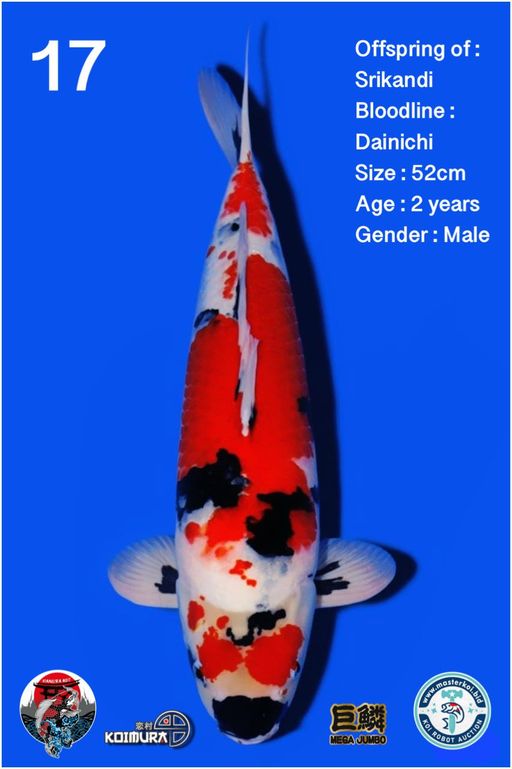 Lelang Koi Online, Jual Beli Ikan Koi, Pusat Jual Beli Koi, Info Lelang Koi Hari Ini, Platform Jual Beli Koi, Jual Beli Ikan Koi Online, Marketplace Ikan Koi, Jual Koi Terbaik, Tempat Beli Koi Berkualitas, Pasar Ikan Koi Online Terpercaya, Penjual Ikan Koi Terpercaya, Beli Koi Hias Online, Ikan Koi untuk Dijual, Koi Kualitas Terbaik, Toko Online Ikan Koi, Koi Hias Untuk Dijual, Jual Beli Ikan Koi Lokal, Koi Indonesia Online, Pusat Jual Beli Koi Terbesar