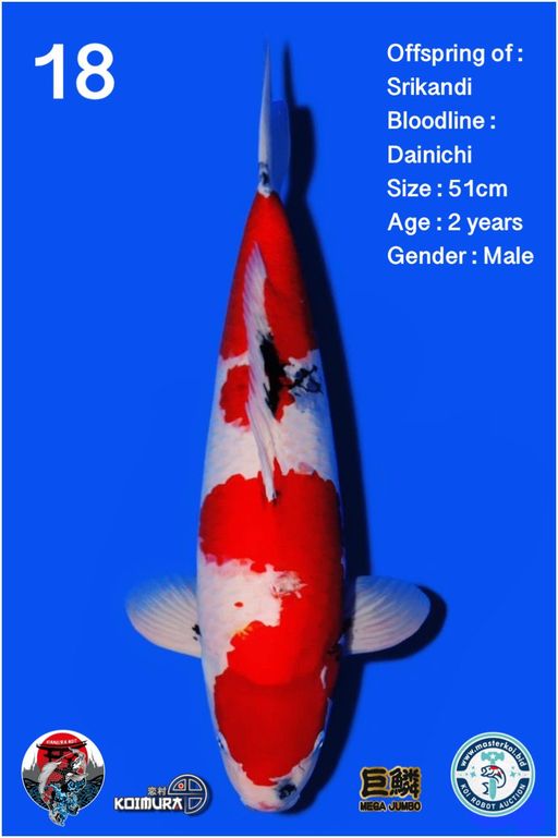 Lelang Koi Online, Jual Beli Ikan Koi, Pusat Jual Beli Koi, Info Lelang Koi Hari Ini, Platform Jual Beli Koi, Jual Beli Ikan Koi Online, Marketplace Ikan Koi, Jual Koi Terbaik, Tempat Beli Koi Berkualitas, Pasar Ikan Koi Online Terpercaya, Penjual Ikan Koi Terpercaya, Beli Koi Hias Online, Ikan Koi untuk Dijual, Koi Kualitas Terbaik, Toko Online Ikan Koi, Koi Hias Untuk Dijual, Jual Beli Ikan Koi Lokal, Koi Indonesia Online, Pusat Jual Beli Koi Terbesar