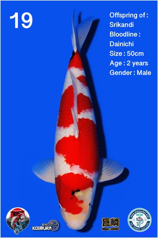 Lelang Koi Online, Jual Beli Ikan Koi, Pusat Jual Beli Koi, Info Lelang Koi Hari Ini, Platform Jual Beli Koi, Jual Beli Ikan Koi Online, Marketplace Ikan Koi, Jual Koi Terbaik, Tempat Beli Koi Berkualitas, Pasar Ikan Koi Online Terpercaya, Penjual Ikan Koi Terpercaya, Beli Koi Hias Online, Ikan Koi untuk Dijual, Koi Kualitas Terbaik, Toko Online Ikan Koi, Koi Hias Untuk Dijual, Jual Beli Ikan Koi Lokal, Koi Indonesia Online, Pusat Jual Beli Koi Terbesar