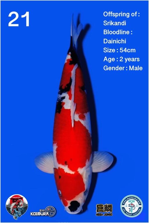 Lelang Koi Online, Jual Beli Ikan Koi, Pusat Jual Beli Koi, Info Lelang Koi Hari Ini, Platform Jual Beli Koi, Jual Beli Ikan Koi Online, Marketplace Ikan Koi, Jual Koi Terbaik, Tempat Beli Koi Berkualitas, Pasar Ikan Koi Online Terpercaya, Penjual Ikan Koi Terpercaya, Beli Koi Hias Online, Ikan Koi untuk Dijual, Koi Kualitas Terbaik, Toko Online Ikan Koi, Koi Hias Untuk Dijual, Jual Beli Ikan Koi Lokal, Koi Indonesia Online, Pusat Jual Beli Koi Terbesar