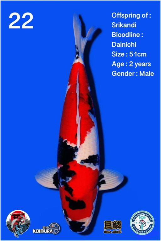 Lelang Koi Online, Jual Beli Ikan Koi, Pusat Jual Beli Koi, Info Lelang Koi Hari Ini, Platform Jual Beli Koi, Jual Beli Ikan Koi Online, Marketplace Ikan Koi, Jual Koi Terbaik, Tempat Beli Koi Berkualitas, Pasar Ikan Koi Online Terpercaya, Penjual Ikan Koi Terpercaya, Beli Koi Hias Online, Ikan Koi untuk Dijual, Koi Kualitas Terbaik, Toko Online Ikan Koi, Koi Hias Untuk Dijual, Jual Beli Ikan Koi Lokal, Koi Indonesia Online, Pusat Jual Beli Koi Terbesar