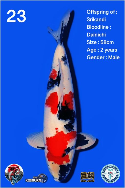 Lelang Koi Online, Jual Beli Ikan Koi, Pusat Jual Beli Koi, Info Lelang Koi Hari Ini, Platform Jual Beli Koi, Jual Beli Ikan Koi Online, Marketplace Ikan Koi, Jual Koi Terbaik, Tempat Beli Koi Berkualitas, Pasar Ikan Koi Online Terpercaya, Penjual Ikan Koi Terpercaya, Beli Koi Hias Online, Ikan Koi untuk Dijual, Koi Kualitas Terbaik, Toko Online Ikan Koi, Koi Hias Untuk Dijual, Jual Beli Ikan Koi Lokal, Koi Indonesia Online, Pusat Jual Beli Koi Terbesar