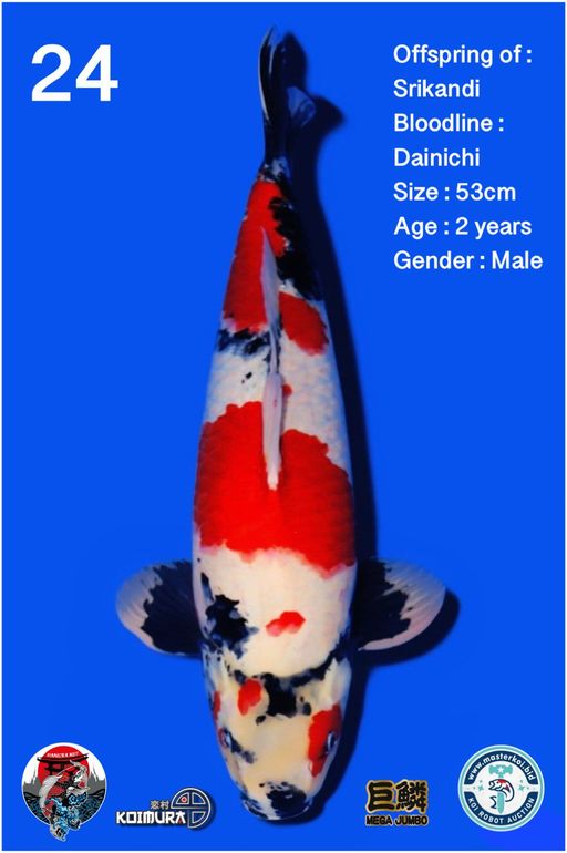 Lelang Koi Online, Jual Beli Ikan Koi, Pusat Jual Beli Koi, Info Lelang Koi Hari Ini, Platform Jual Beli Koi, Jual Beli Ikan Koi Online, Marketplace Ikan Koi, Jual Koi Terbaik, Tempat Beli Koi Berkualitas, Pasar Ikan Koi Online Terpercaya, Penjual Ikan Koi Terpercaya, Beli Koi Hias Online, Ikan Koi untuk Dijual, Koi Kualitas Terbaik, Toko Online Ikan Koi, Koi Hias Untuk Dijual, Jual Beli Ikan Koi Lokal, Koi Indonesia Online, Pusat Jual Beli Koi Terbesar