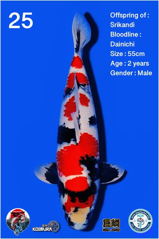 Lelang Koi Online, Jual Beli Ikan Koi, Pusat Jual Beli Koi, Info Lelang Koi Hari Ini, Platform Jual Beli Koi, Jual Beli Ikan Koi Online, Marketplace Ikan Koi, Jual Koi Terbaik, Tempat Beli Koi Berkualitas, Pasar Ikan Koi Online Terpercaya, Penjual Ikan Koi Terpercaya, Beli Koi Hias Online, Ikan Koi untuk Dijual, Koi Kualitas Terbaik, Toko Online Ikan Koi, Koi Hias Untuk Dijual, Jual Beli Ikan Koi Lokal, Koi Indonesia Online, Pusat Jual Beli Koi Terbesar