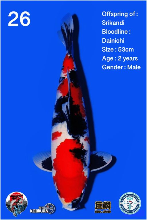 Lelang Koi Online, Jual Beli Ikan Koi, Pusat Jual Beli Koi, Info Lelang Koi Hari Ini, Platform Jual Beli Koi, Jual Beli Ikan Koi Online, Marketplace Ikan Koi, Jual Koi Terbaik, Tempat Beli Koi Berkualitas, Pasar Ikan Koi Online Terpercaya, Penjual Ikan Koi Terpercaya, Beli Koi Hias Online, Ikan Koi untuk Dijual, Koi Kualitas Terbaik, Toko Online Ikan Koi, Koi Hias Untuk Dijual, Jual Beli Ikan Koi Lokal, Koi Indonesia Online, Pusat Jual Beli Koi Terbesar