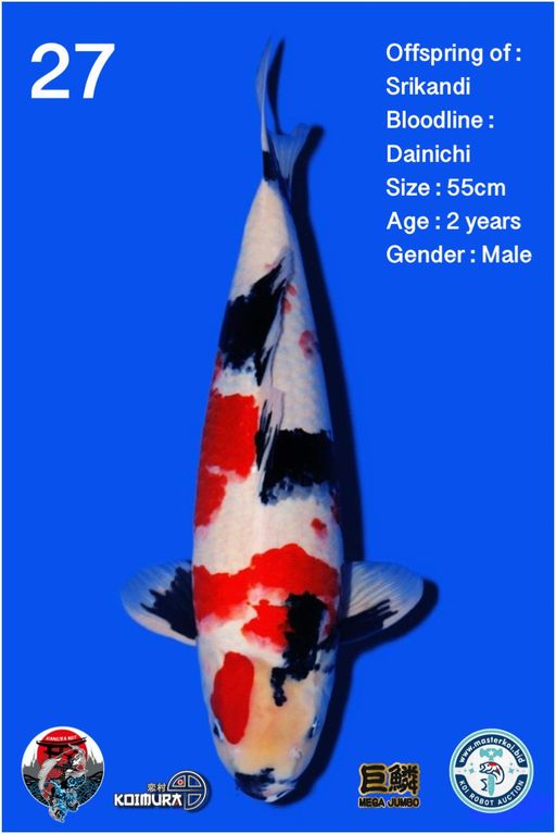 Lelang Koi Online, Jual Beli Ikan Koi, Pusat Jual Beli Koi, Info Lelang Koi Hari Ini, Platform Jual Beli Koi, Jual Beli Ikan Koi Online, Marketplace Ikan Koi, Jual Koi Terbaik, Tempat Beli Koi Berkualitas, Pasar Ikan Koi Online Terpercaya, Penjual Ikan Koi Terpercaya, Beli Koi Hias Online, Ikan Koi untuk Dijual, Koi Kualitas Terbaik, Toko Online Ikan Koi, Koi Hias Untuk Dijual, Jual Beli Ikan Koi Lokal, Koi Indonesia Online, Pusat Jual Beli Koi Terbesar