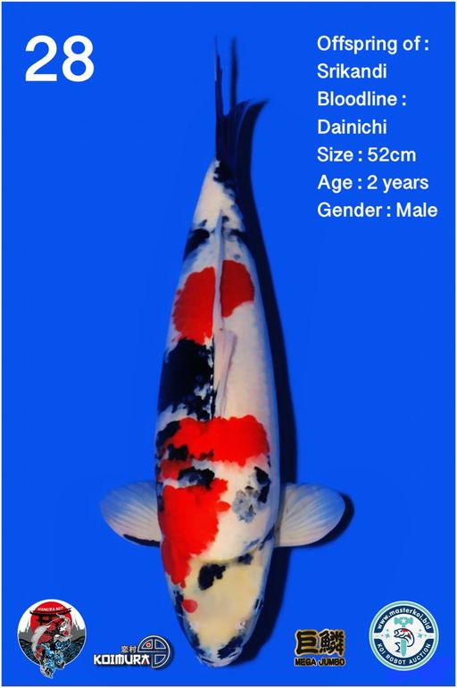 Lelang Koi Online, Jual Beli Ikan Koi, Pusat Jual Beli Koi, Info Lelang Koi Hari Ini, Platform Jual Beli Koi, Jual Beli Ikan Koi Online, Marketplace Ikan Koi, Jual Koi Terbaik, Tempat Beli Koi Berkualitas, Pasar Ikan Koi Online Terpercaya, Penjual Ikan Koi Terpercaya, Beli Koi Hias Online, Ikan Koi untuk Dijual, Koi Kualitas Terbaik, Toko Online Ikan Koi, Koi Hias Untuk Dijual, Jual Beli Ikan Koi Lokal, Koi Indonesia Online, Pusat Jual Beli Koi Terbesar