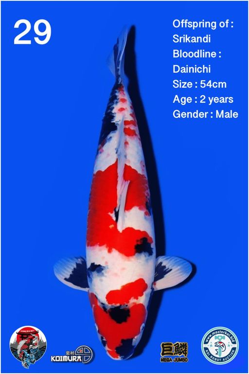 Lelang Koi Online, Jual Beli Ikan Koi, Pusat Jual Beli Koi, Info Lelang Koi Hari Ini, Platform Jual Beli Koi, Jual Beli Ikan Koi Online, Marketplace Ikan Koi, Jual Koi Terbaik, Tempat Beli Koi Berkualitas, Pasar Ikan Koi Online Terpercaya, Penjual Ikan Koi Terpercaya, Beli Koi Hias Online, Ikan Koi untuk Dijual, Koi Kualitas Terbaik, Toko Online Ikan Koi, Koi Hias Untuk Dijual, Jual Beli Ikan Koi Lokal, Koi Indonesia Online, Pusat Jual Beli Koi Terbesar