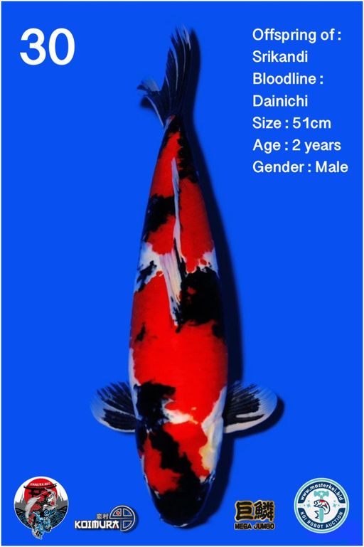 Lelang Koi Online, Jual Beli Ikan Koi, Pusat Jual Beli Koi, Info Lelang Koi Hari Ini, Platform Jual Beli Koi, Jual Beli Ikan Koi Online, Marketplace Ikan Koi, Jual Koi Terbaik, Tempat Beli Koi Berkualitas, Pasar Ikan Koi Online Terpercaya, Penjual Ikan Koi Terpercaya, Beli Koi Hias Online, Ikan Koi untuk Dijual, Koi Kualitas Terbaik, Toko Online Ikan Koi, Koi Hias Untuk Dijual, Jual Beli Ikan Koi Lokal, Koi Indonesia Online, Pusat Jual Beli Koi Terbesar