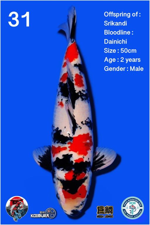 Lelang Koi Online, Jual Beli Ikan Koi, Pusat Jual Beli Koi, Info Lelang Koi Hari Ini, Platform Jual Beli Koi, Jual Beli Ikan Koi Online, Marketplace Ikan Koi, Jual Koi Terbaik, Tempat Beli Koi Berkualitas, Pasar Ikan Koi Online Terpercaya, Penjual Ikan Koi Terpercaya, Beli Koi Hias Online, Ikan Koi untuk Dijual, Koi Kualitas Terbaik, Toko Online Ikan Koi, Koi Hias Untuk Dijual, Jual Beli Ikan Koi Lokal, Koi Indonesia Online, Pusat Jual Beli Koi Terbesar