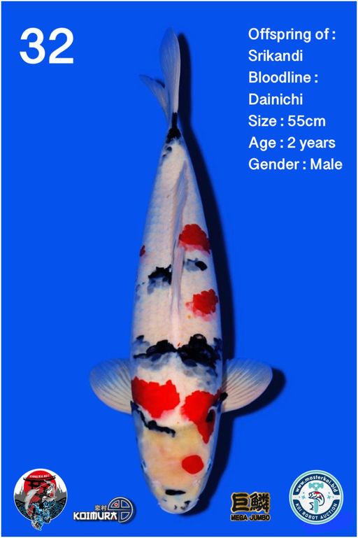 Lelang Koi Online, Jual Beli Ikan Koi, Pusat Jual Beli Koi, Info Lelang Koi Hari Ini, Platform Jual Beli Koi, Jual Beli Ikan Koi Online, Marketplace Ikan Koi, Jual Koi Terbaik, Tempat Beli Koi Berkualitas, Pasar Ikan Koi Online Terpercaya, Penjual Ikan Koi Terpercaya, Beli Koi Hias Online, Ikan Koi untuk Dijual, Koi Kualitas Terbaik, Toko Online Ikan Koi, Koi Hias Untuk Dijual, Jual Beli Ikan Koi Lokal, Koi Indonesia Online, Pusat Jual Beli Koi Terbesar