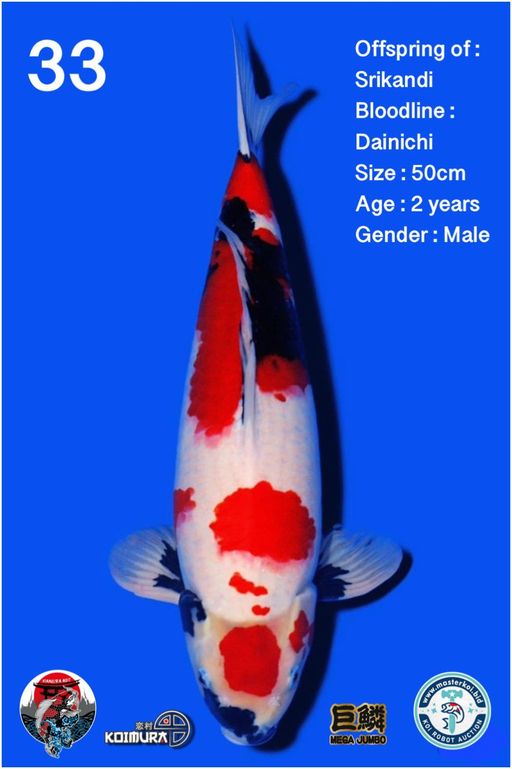 Lelang Koi Online, Jual Beli Ikan Koi, Pusat Jual Beli Koi, Info Lelang Koi Hari Ini, Platform Jual Beli Koi, Jual Beli Ikan Koi Online, Marketplace Ikan Koi, Jual Koi Terbaik, Tempat Beli Koi Berkualitas, Pasar Ikan Koi Online Terpercaya, Penjual Ikan Koi Terpercaya, Beli Koi Hias Online, Ikan Koi untuk Dijual, Koi Kualitas Terbaik, Toko Online Ikan Koi, Koi Hias Untuk Dijual, Jual Beli Ikan Koi Lokal, Koi Indonesia Online, Pusat Jual Beli Koi Terbesar